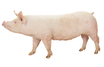 DNA_pig_2022.png