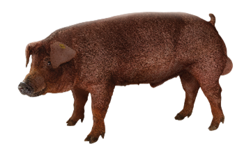 DNA_red_pig.png