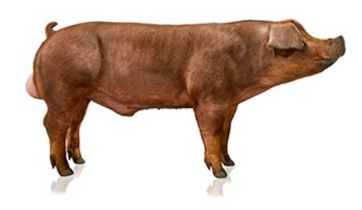 hyporImg2