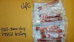 PRRS sample